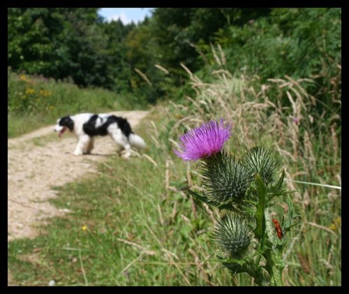 Bug, Thistle, and Ted