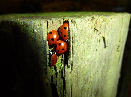 Ladybirds