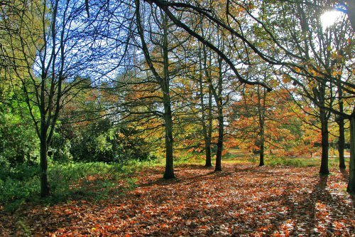Autumn in Malvern Park 2