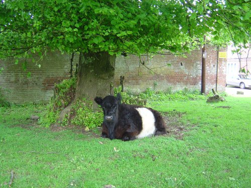 Moyles Court, Hampshire