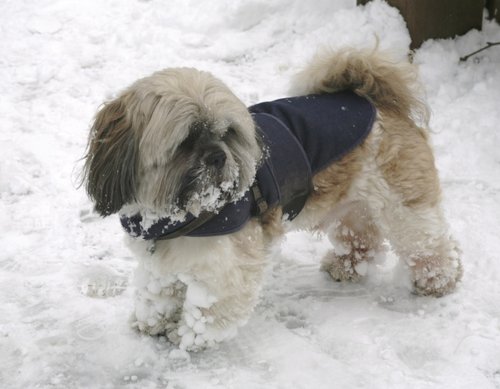 Little dog..the ronster