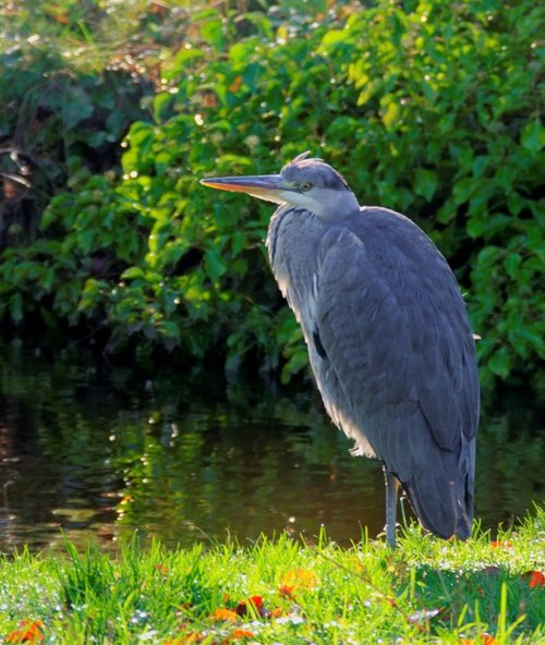 Heron on the River Wye in Buxton