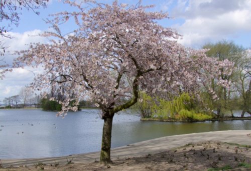 The Park Lake Spring 2009