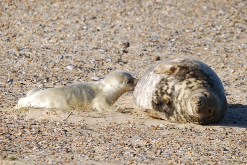Grey seal with pup