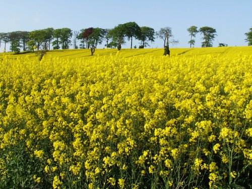 The Rookeries in May