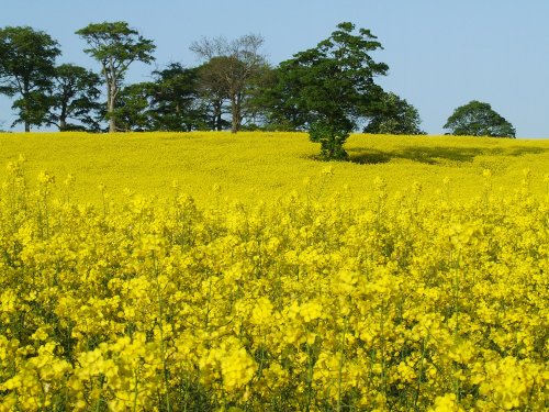 The Rookeries in May