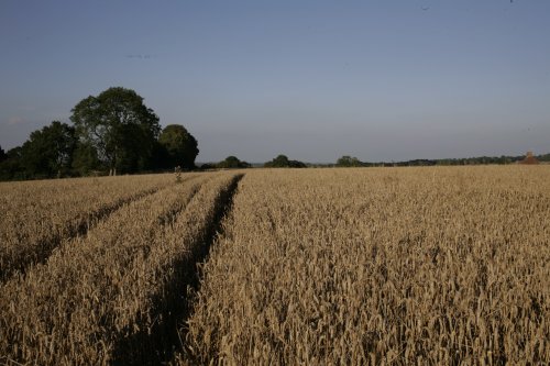 Wheat fields