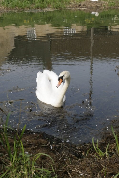 Swan on the River Welland