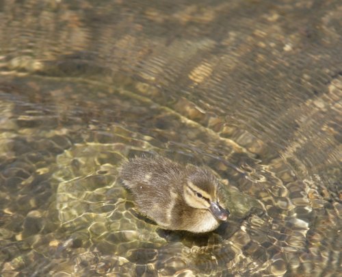 Duckling on the River Welland