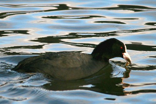 Coot with fish.