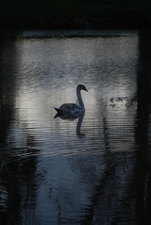 Swan lake