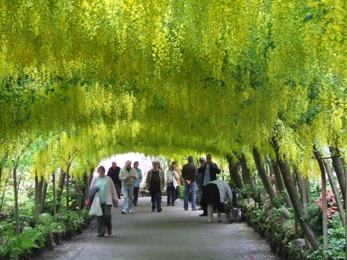Laburnum arch