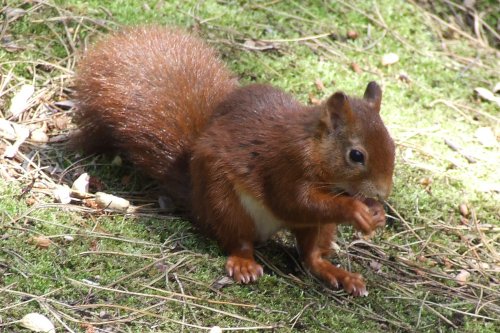 Squirrel reserve