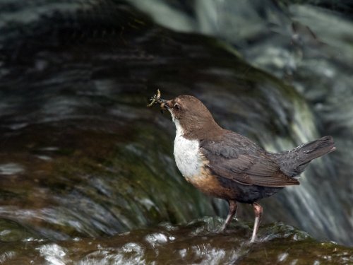 Dipper