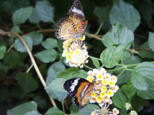 Butterfly farm near Conwy