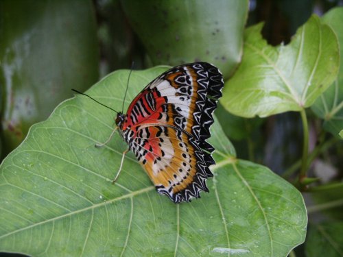 Butterfly farm near Conwy