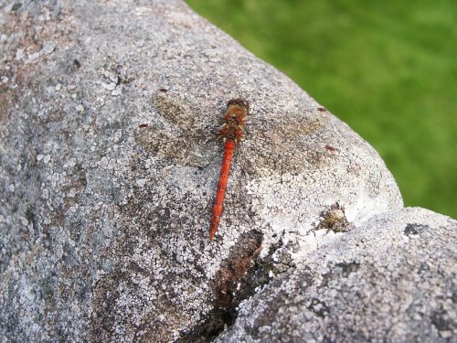 Dragon fly