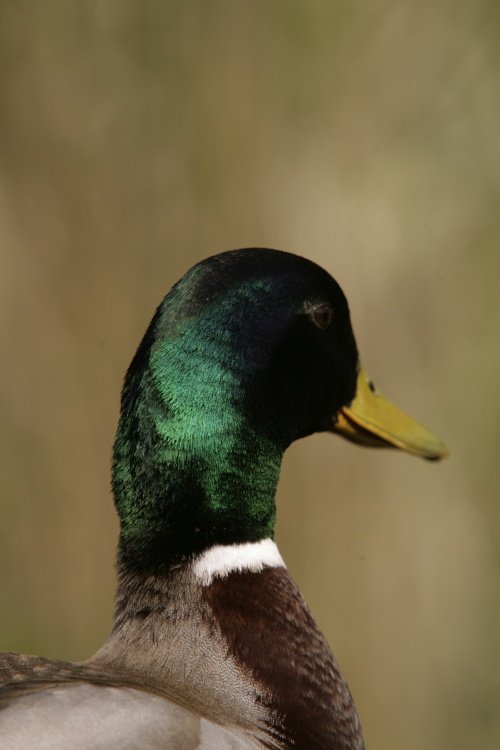 Portrait of a Mallard?