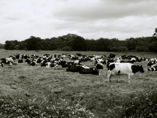 Cows at Claxton