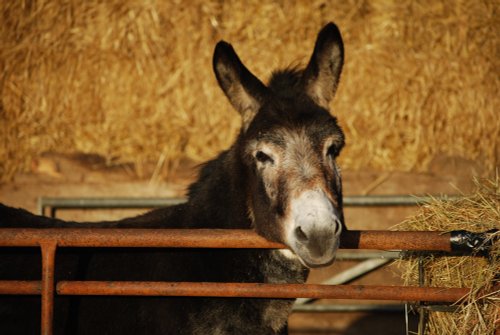 Little donkey