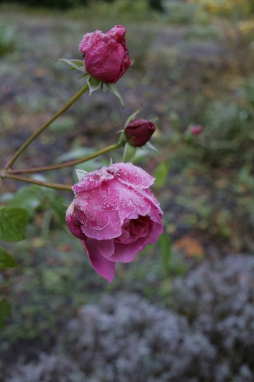 Frozen rose, but pink.