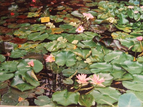 Stapeley Water Gardens