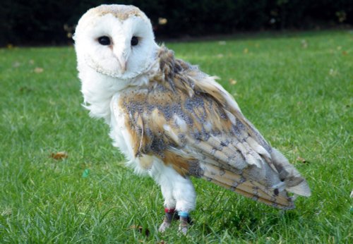 Bird day at the infant school