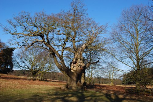 Ancient Oak
