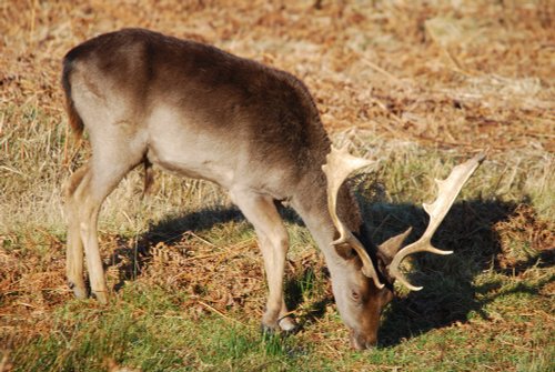 Fallow Deer