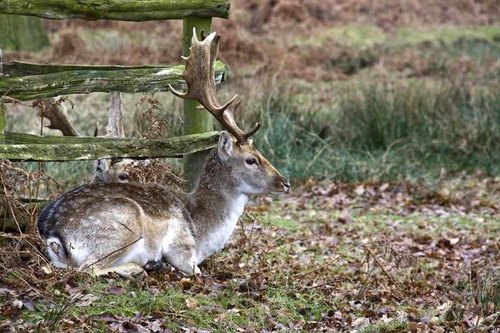 Fallow Deer