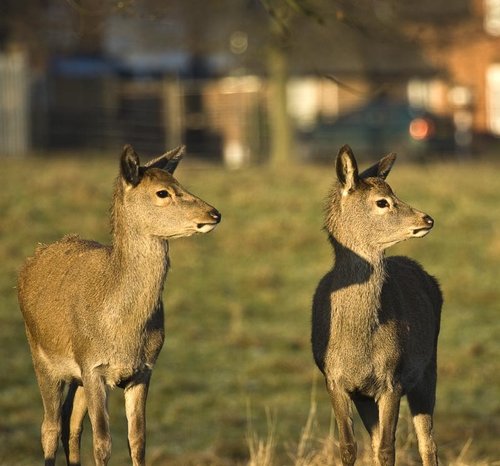 Two young Deer at Wollaton Park