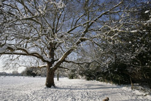A white Peckham Rye 09
