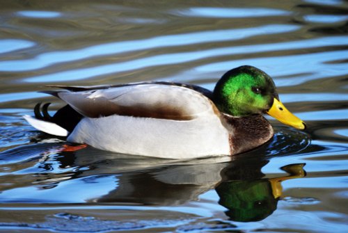 Male Mallard Duck