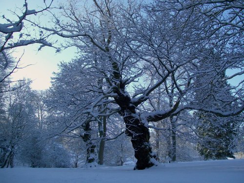 Bishops Park, Bishop Auckland, Durham 6th Jan 2010