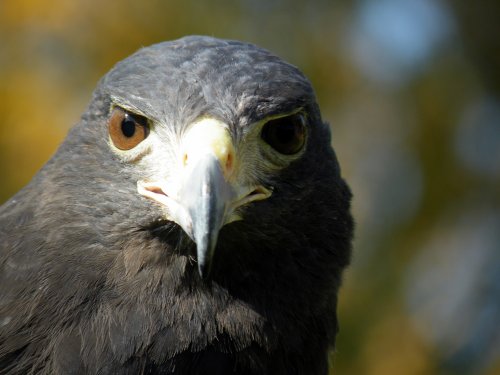 Bird day at the infant school