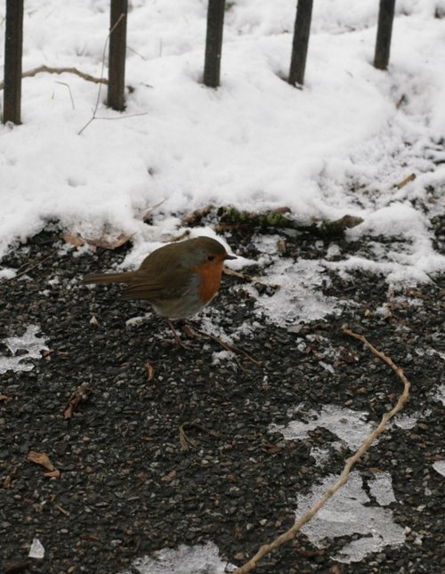 The local robin