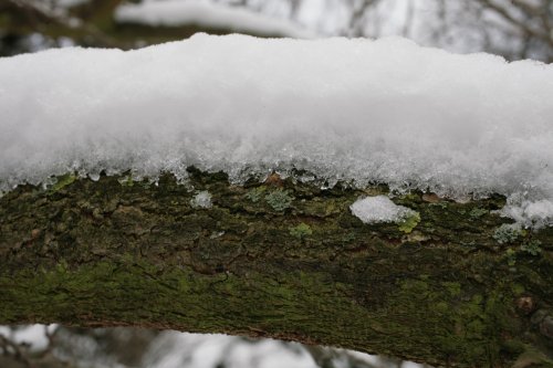 Snowy trunk