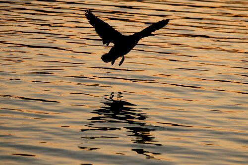 Mallard, evening landing.