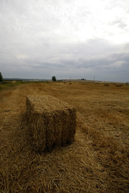 A bale of hay in the field