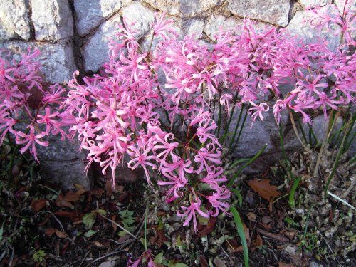 Nerines.