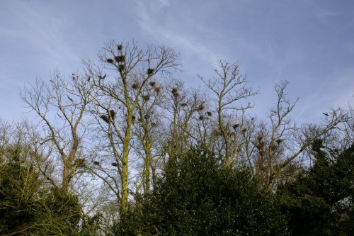 Crows nests, the roost,