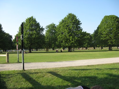 Trees at Bushey Park