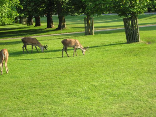 The Queens Deer, Bushey Park