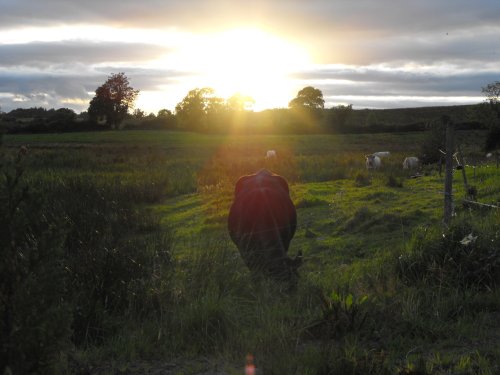 Irish cattle at sunset
