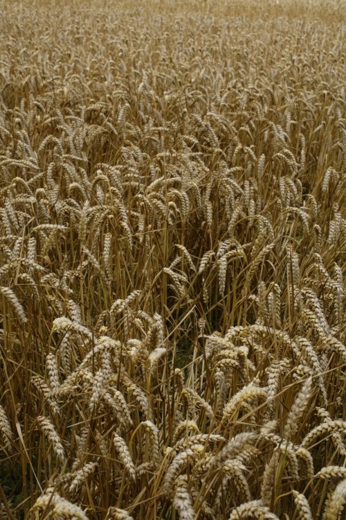 Wheatfields