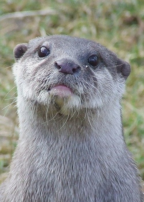 Otter