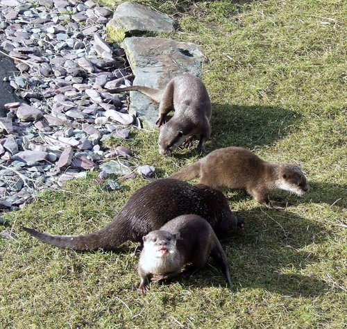 Otters again
