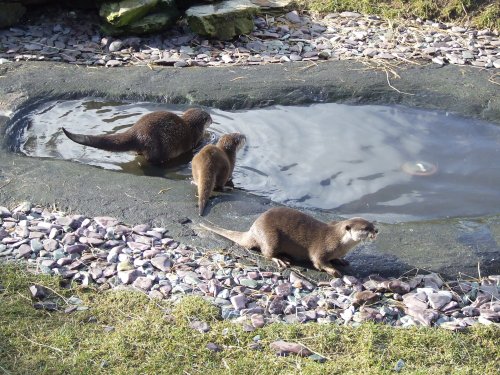 Otters again