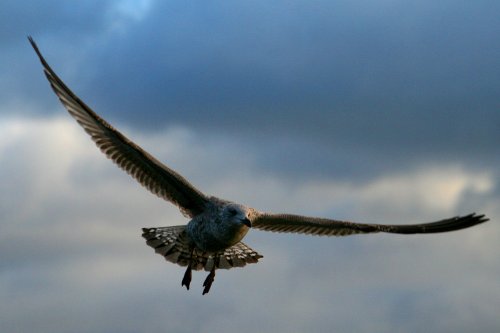 Juvenile Herring Gull