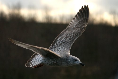 Juvenile Herring Gull
